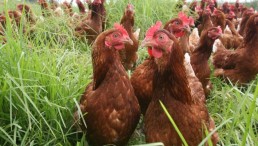 Poultry farm chickens