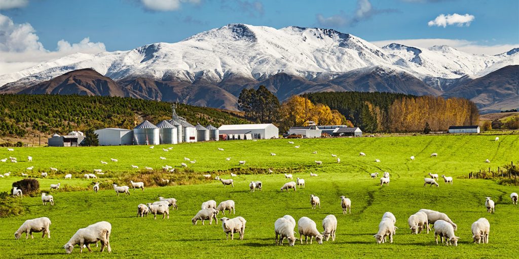 South Island New Zealand Sheep Farm