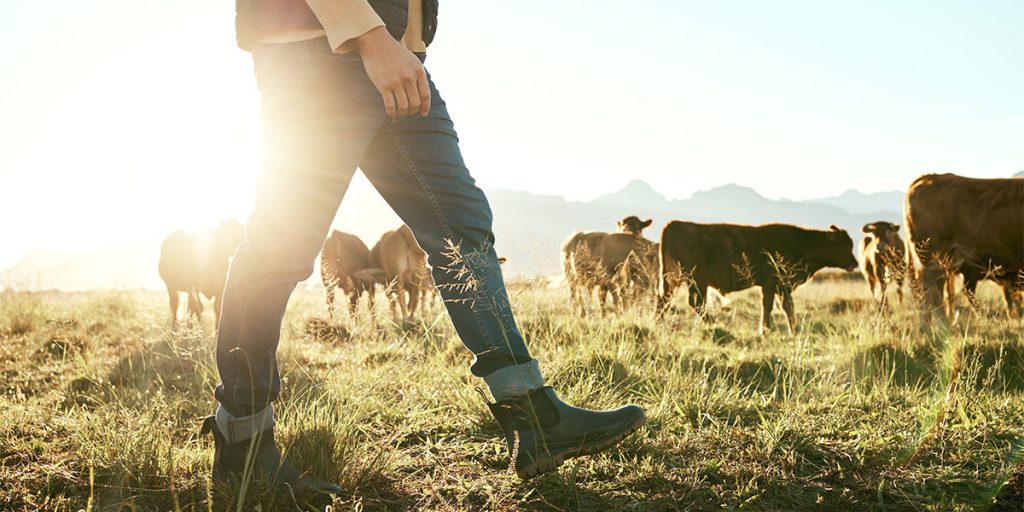 Dairy Farmer in the fields